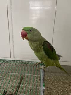 Talking Parrot for Sale With Cage