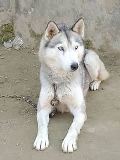 Siberian