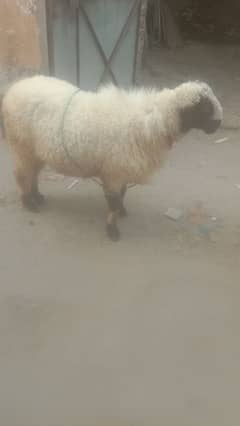 bakra