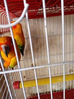 Sunconure