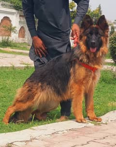 Show quality German shepherd proper long coat female 8 months for sale