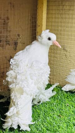 fancy pigeons pairs pouters frill hommer swallow