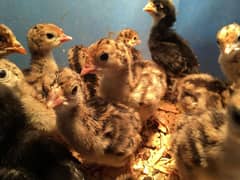 Turkey Chicks