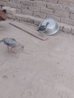 4 mianwali breed aseel chicks for sale