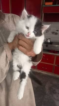 Persian baby cat punched face in white color available