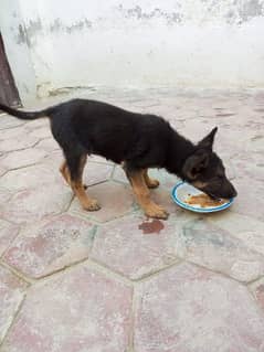 German shepherd male puppy