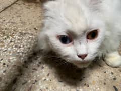 Tammed Persian Cat for Sale