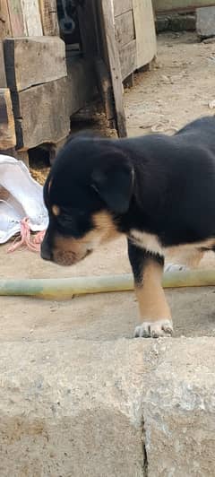 rottwiler bhagyryi cross pupy argent sale 03198313437 whatsapp