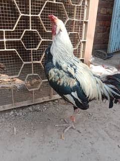 aseel murga for sale full active