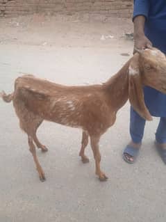 Goat (0311 6726779)