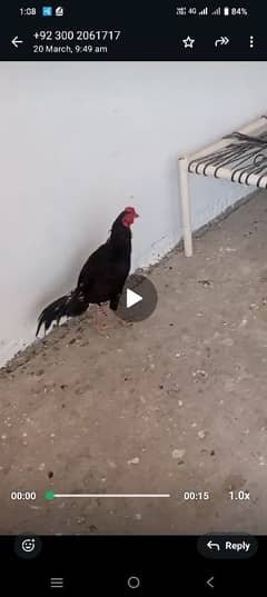 One year Healthy chicken