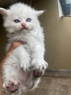 persian kittens pair triple coted