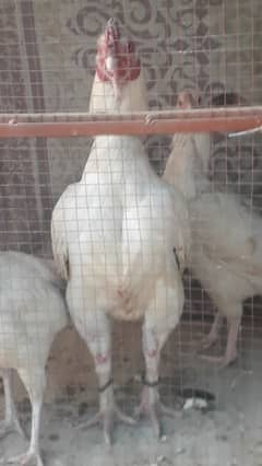 heera aseel chicks and breeder trio