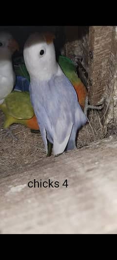 Breeder pair available with 4 chicks