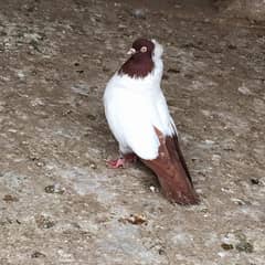 For sale  German Red Nun Male healthy active for sale