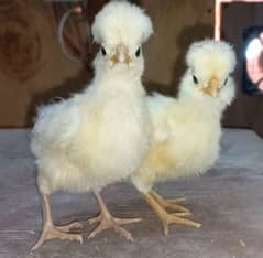 Polish chicks( all color)/ All fancy breed chicks available