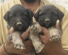 Alsatian bagiyadi pair for sale