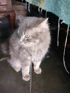 Persian cat for sale.