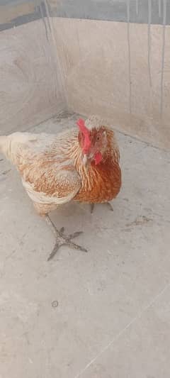 leghorn murgi hai egg laying kar Rahi hai full active