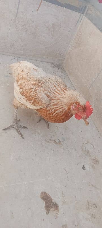 leghorn murgi hai egg laying kar Rahi hai full active 6