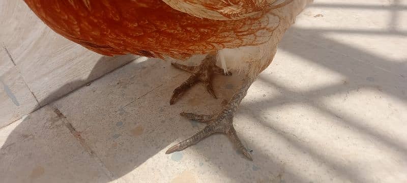 leghorn murgi hai egg laying kar Rahi hai full active 7