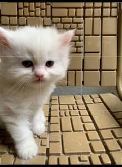 Persian kitten