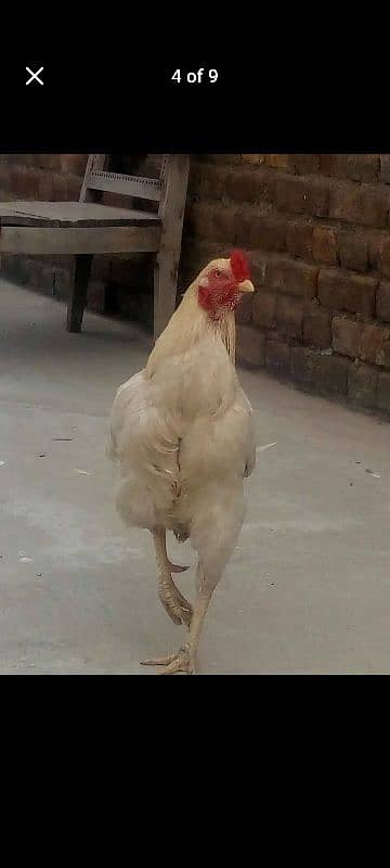 aseel White murgha 0