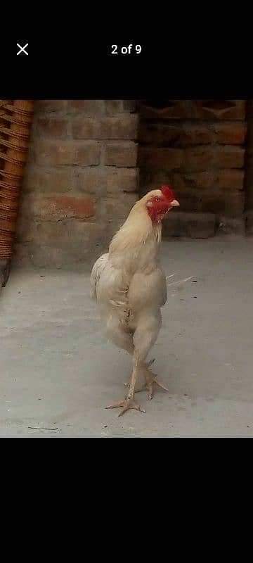 aseel White murgha 2