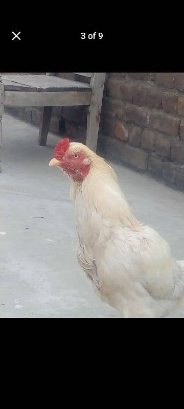 aseel White murgha 3