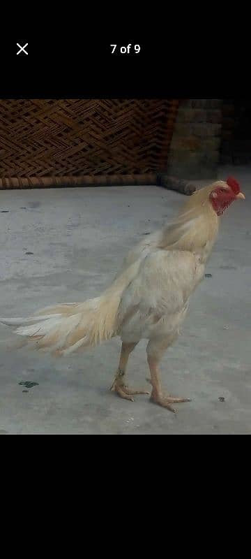 aseel White murgha 5