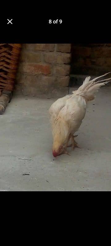 aseel White murgha 7