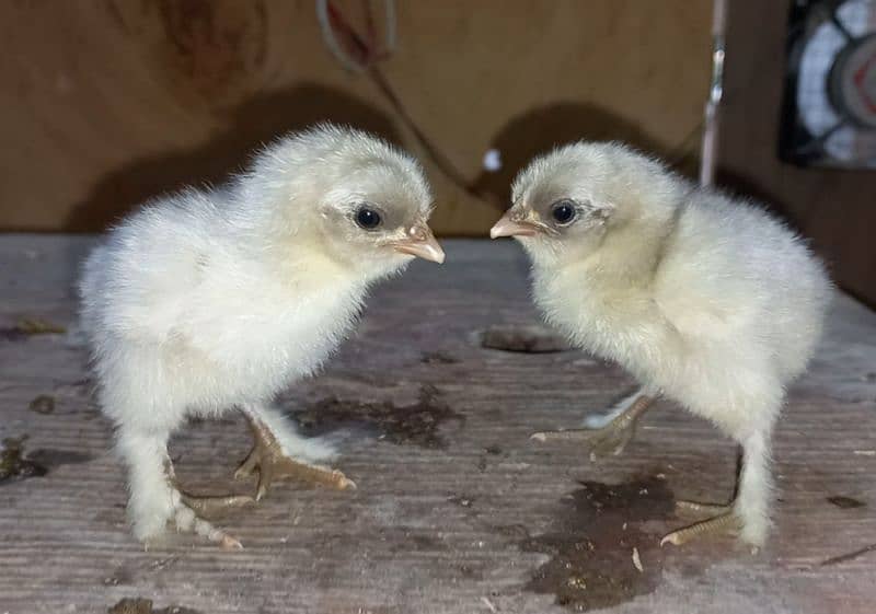 Heavy Buff chicks(all color)/All Fancy breeds chicks available 1