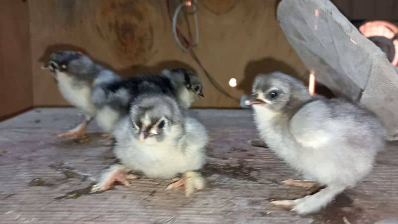 Heavy Buff chicks(all color)/All Fancy breeds chicks available 2
