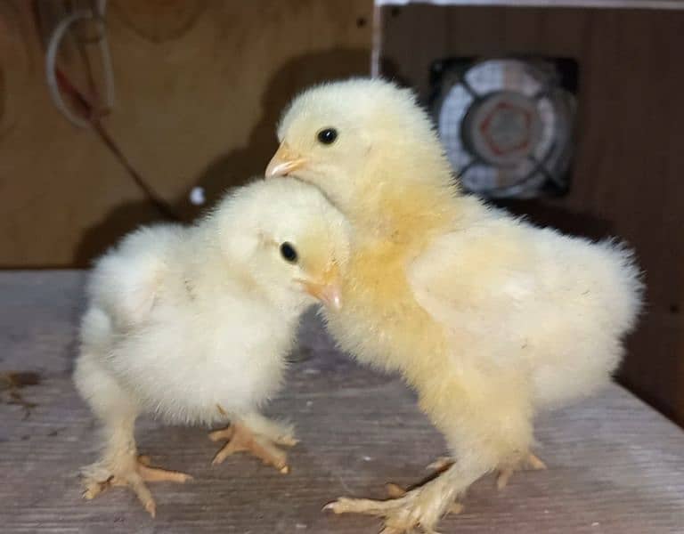 Heavy Buff chicks(all color)/All Fancy breeds chicks available 3