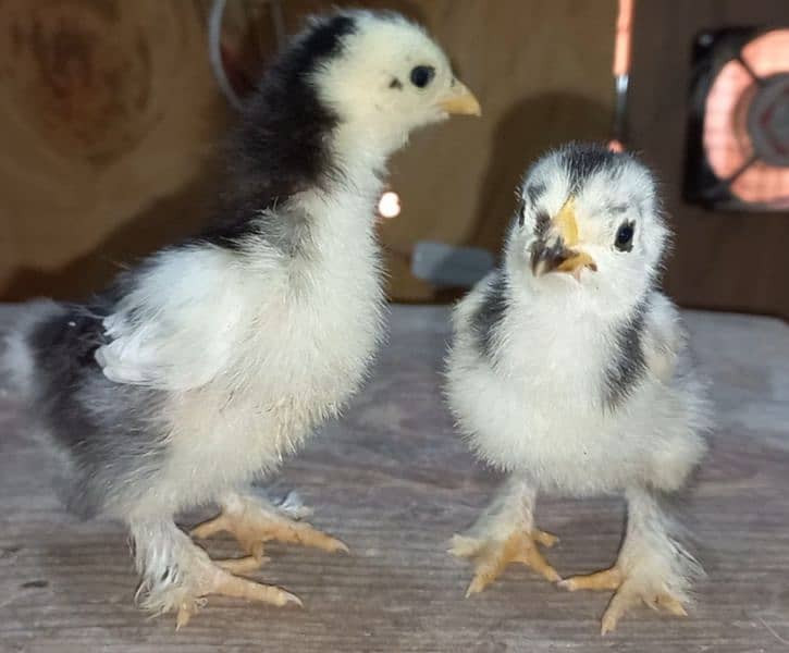 Heavy Buff chicks(all color)/All Fancy breeds chicks available 4