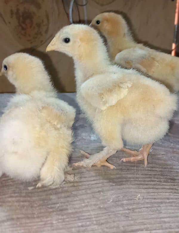 Heavy Buff chicks(all color)/All Fancy breeds chicks available 5