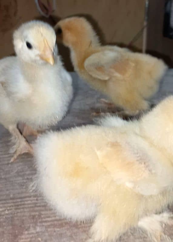 Heavy Buff chicks(all color)/All Fancy breeds chicks available 6