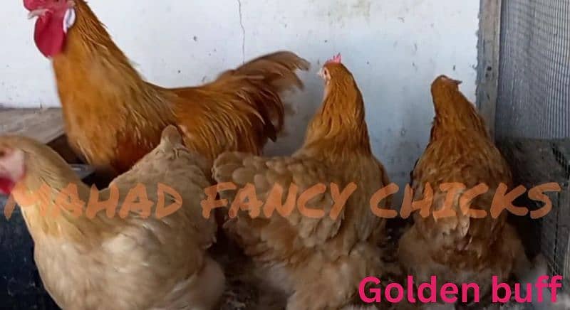 Heavy Buff chicks(all color)/All Fancy breeds chicks available 7