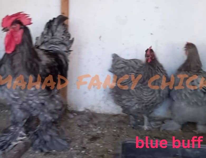 Heavy Buff chicks(all color)/All Fancy breeds chicks available 8