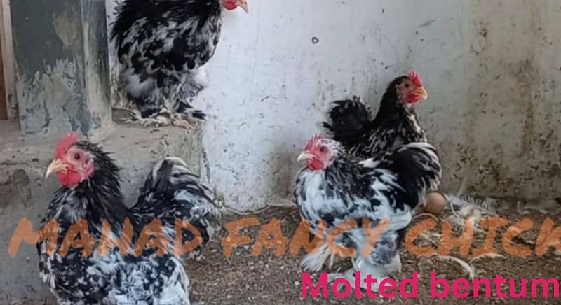 Heavy Buff chicks(all color)/All Fancy breeds chicks available 10
