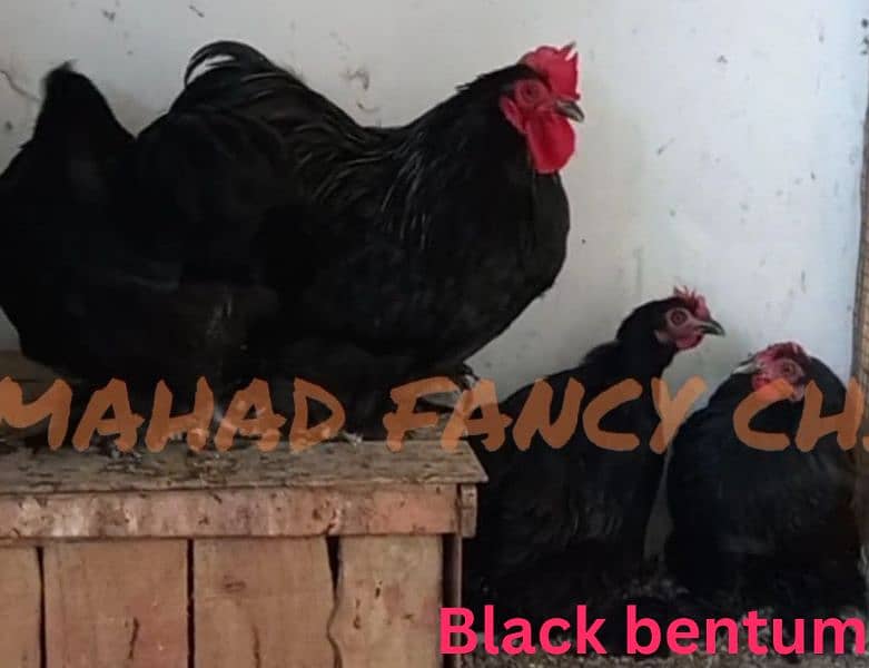 Heavy Buff chicks(all color)/All Fancy breeds chicks available 11