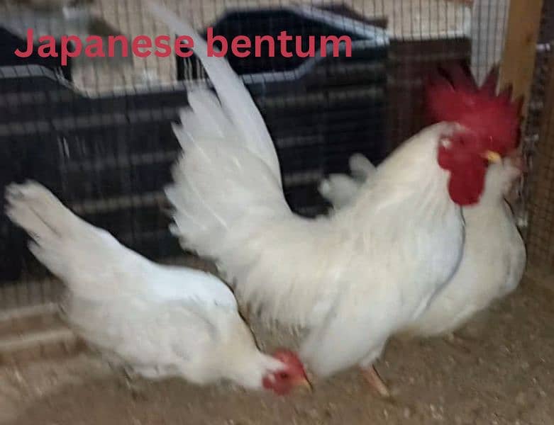 Heavy Buff chicks(all color)/All Fancy breeds chicks available 12
