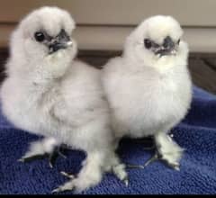 silkie chicks(all color)/ All fancy breed chicks available