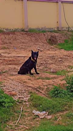 black German shepherd