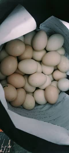 egg price 80 aseel Sindhi ka par pis 80