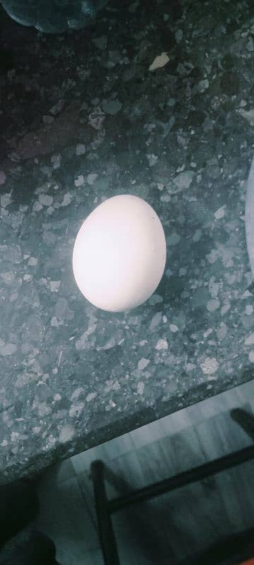 leghorn murgi hai egg laying kar Rahi hai full active 5