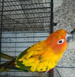 High Red Factor Sunconure