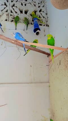 beautiful hogoromo budgies