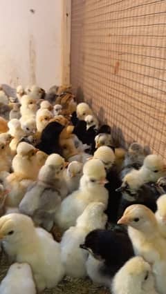 All fancy breed chicks/buff/silkie/sebright/polish/heera/shamoo