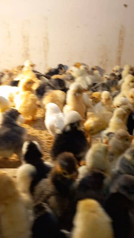 Fancy breed chicks/buff/silkie/sebright/polish/heera/shamoo 1